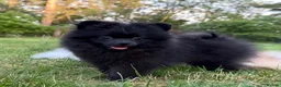 Pomeranian dogs for sale: Beautiful black Pomeranian 6 months old female - Advert 15