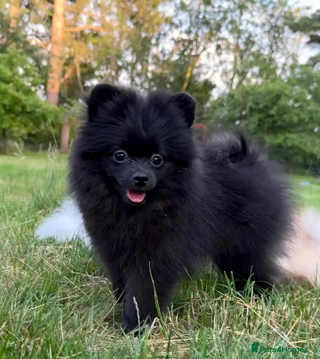 Pomeranian dogs for sale: Beautiful black Pomeranian 6 months old female - Advert 15
