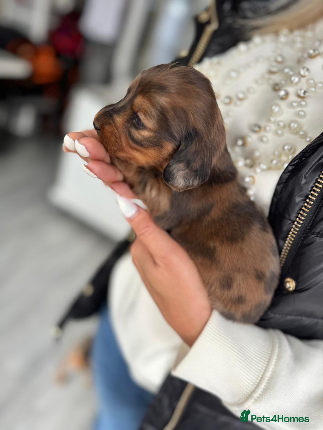 Miniature Dachshund dogs for sale: Miniature long-haired dachshunds - Image 9