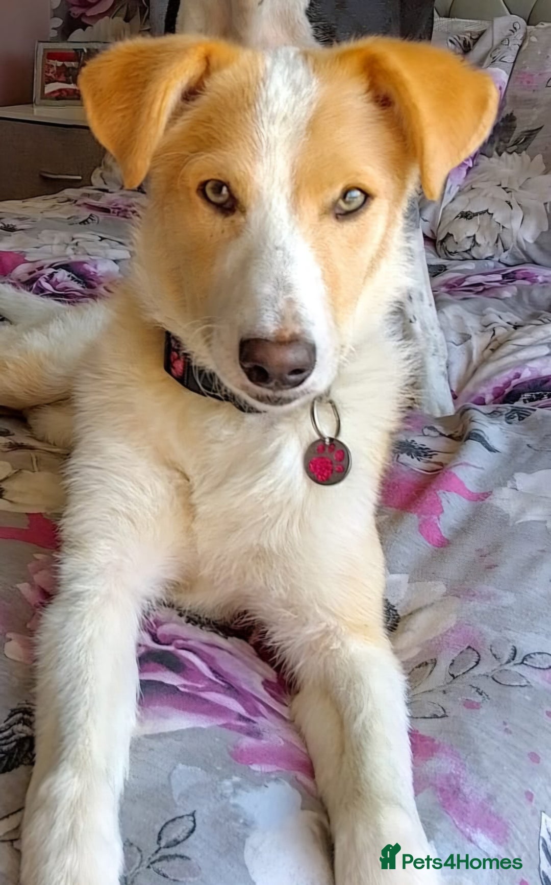 Mixed Breed dogs for sale: 🍯 HONEY 🍯IS LOOKING FOR A FOREVER HOME - Advert 2