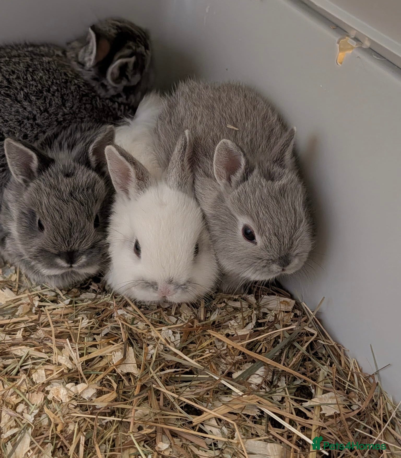 Netherland Dwarf rabbits Gorgeous Netherland Dwarf Rabbits LAST 2 LEFT - Advert 12