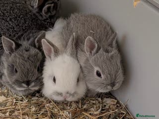 Netherland Dwarf rabbits Gorgeous Netherland Dwarf Rabbits LAST 2 LEFT - Advert 14