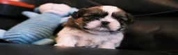 Shih Tzu dogs for sale: 3 Beautiful shih tzu puppies  in Newport - Advert 16