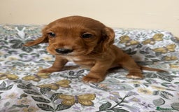 Cocker Spaniel dogs for sale: REDUCED KC Cocker Spaniel Boy £700 - Image 17