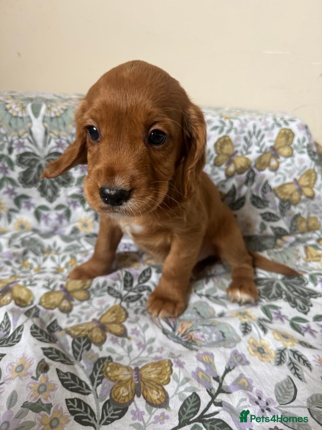 Cocker Spaniel dogs for sale: REDUCED KC Cocker Spaniel Boy £700 - Image 17