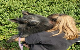 German Spitz dogs for sale: Friendly Freddie Looking For Loving Home - Image 4