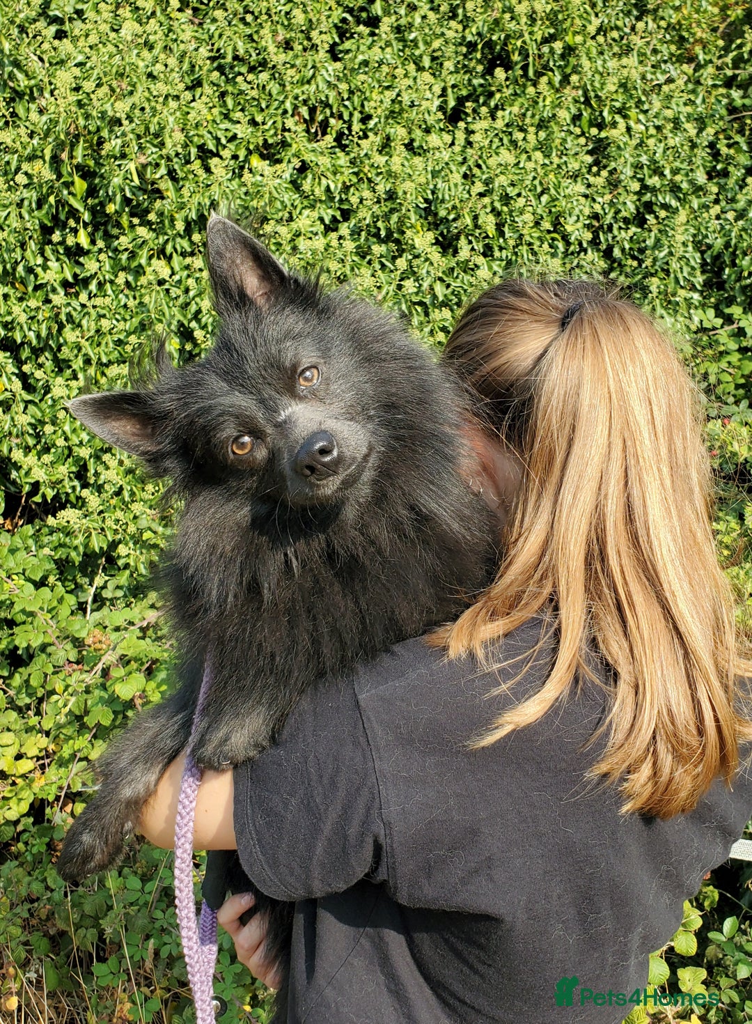 German Spitz dogs for sale: Friendly Freddie Looking For Loving Home - Image 4