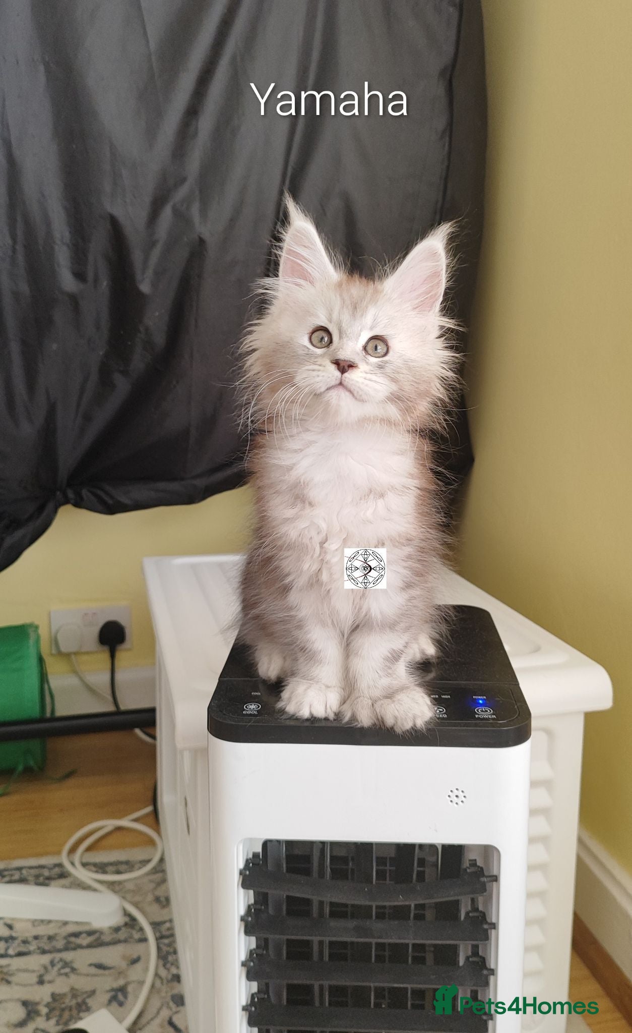Maine Coon cats Gorgous maine coon kittens ❤️ - Advert 1