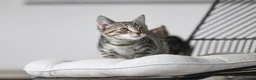 Mixed Breed cats for sale: REDUCED READY TO GO -  1 BOY/GIRL Tabby kittens  - Advert 3