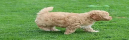 Poochon dogs for sale: Beautiful Poochon puppies for sale  - Advert 23