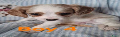 Cavapoo 4