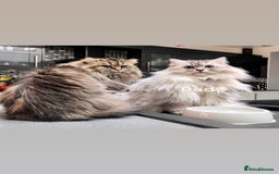 Persian cats for sale: ALL SOLD! PERSIAN-RAGDOLL KITTENS - Image 12