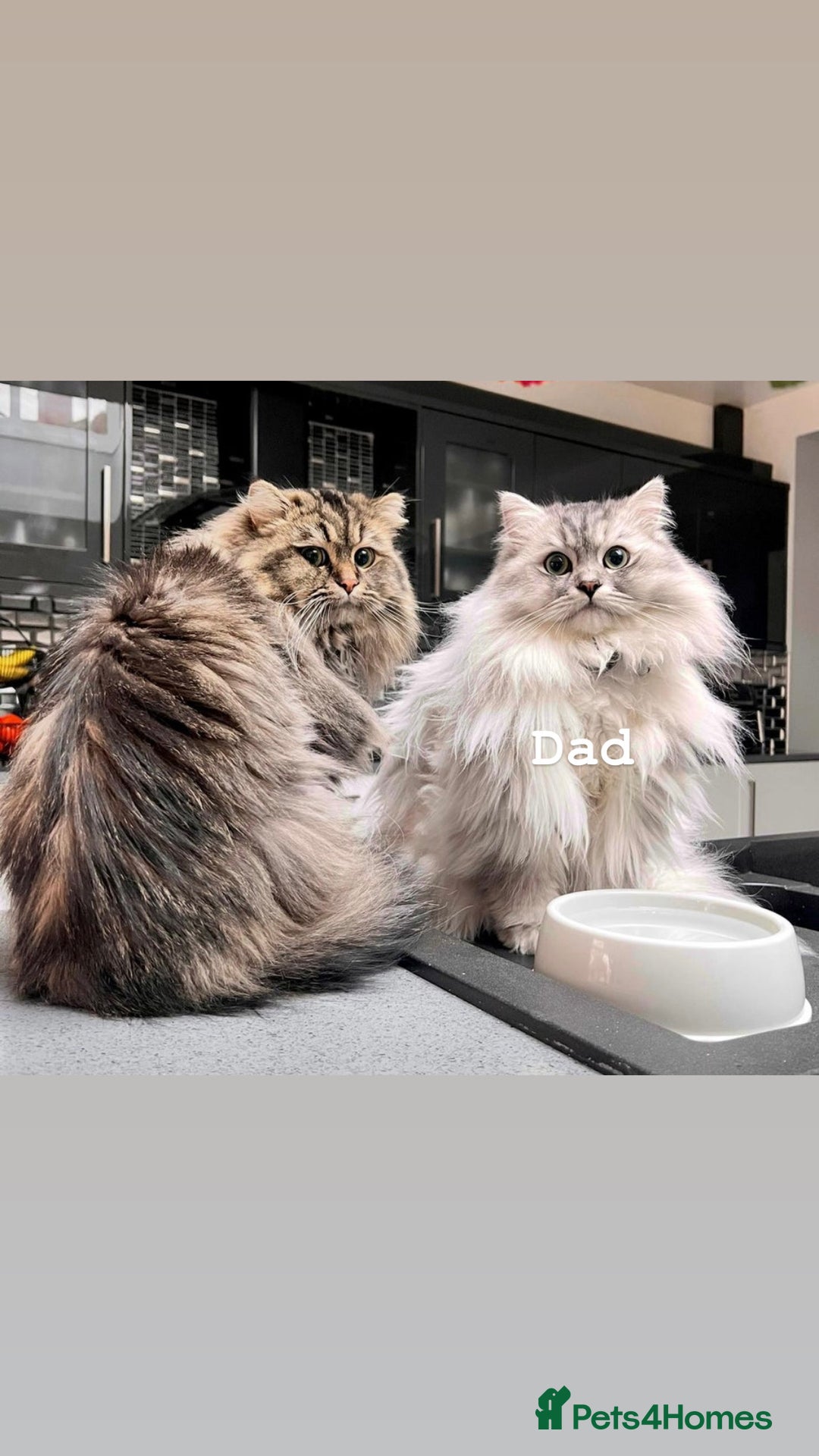 Persian cats for sale: ALL SOLD! PERSIAN-RAGDOLL KITTENS - Image 12