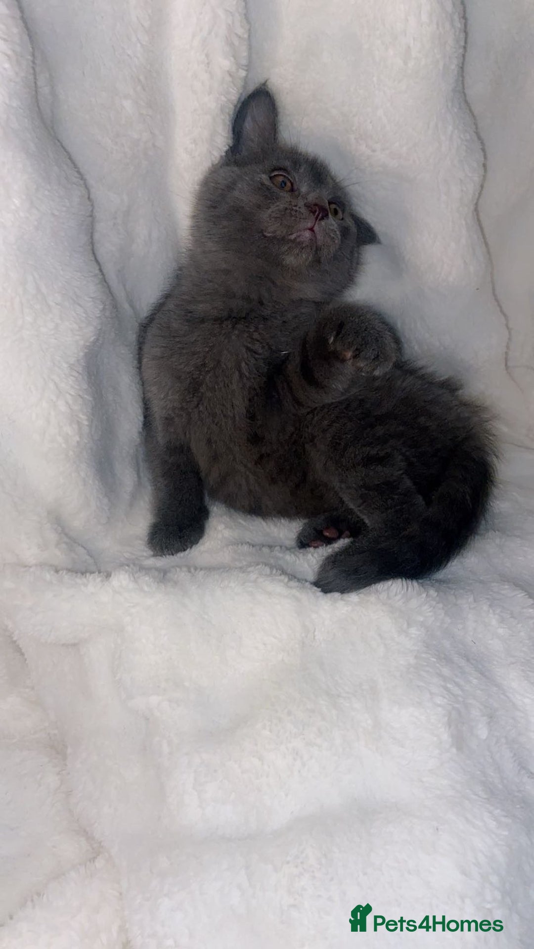 British Shorthair cats for sale: British shorthair x sypnx kitten for sale. - Advert 4