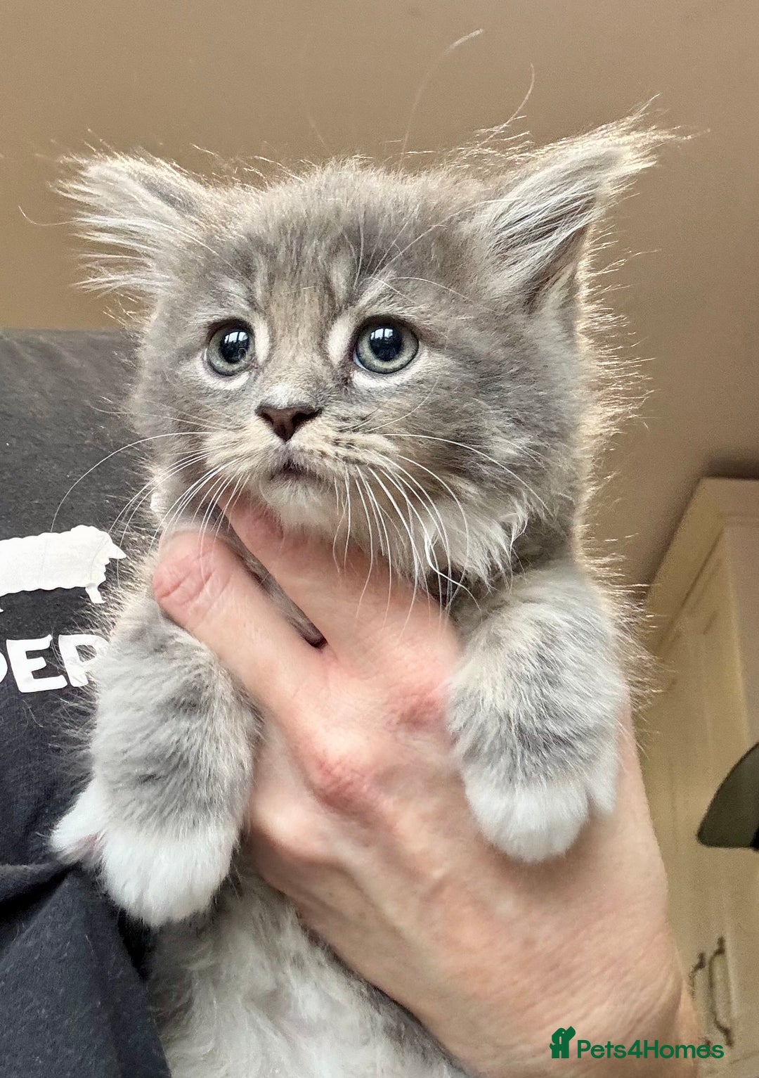 Mixed Breed cats for sale: Maine coon cross persian beatiful kittens  - Advert 3