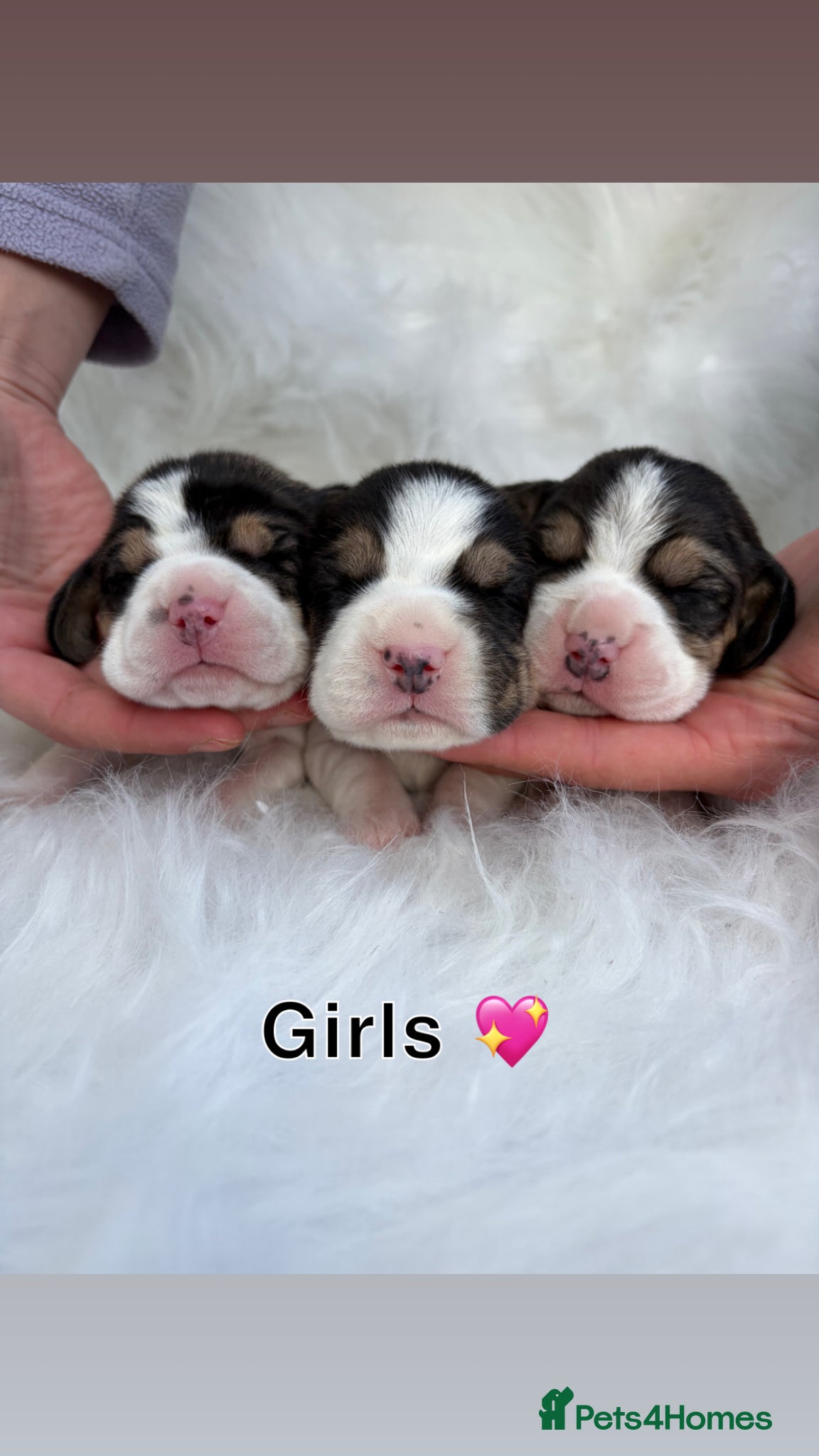 Beagle dogs Gorgeous tricolour beagle puppies for sale!  - Advert 1