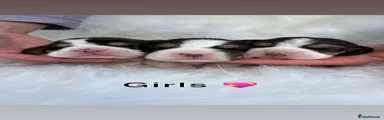 Beagle Puppy 7 - light pink collar