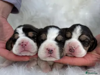 Beagle dogs Gorgeous tricolour beagle puppies for sale! - Advert 15