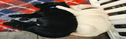 Labrador Retriever dogs for sale: Labrador Retriever Puppies - Advert 14
