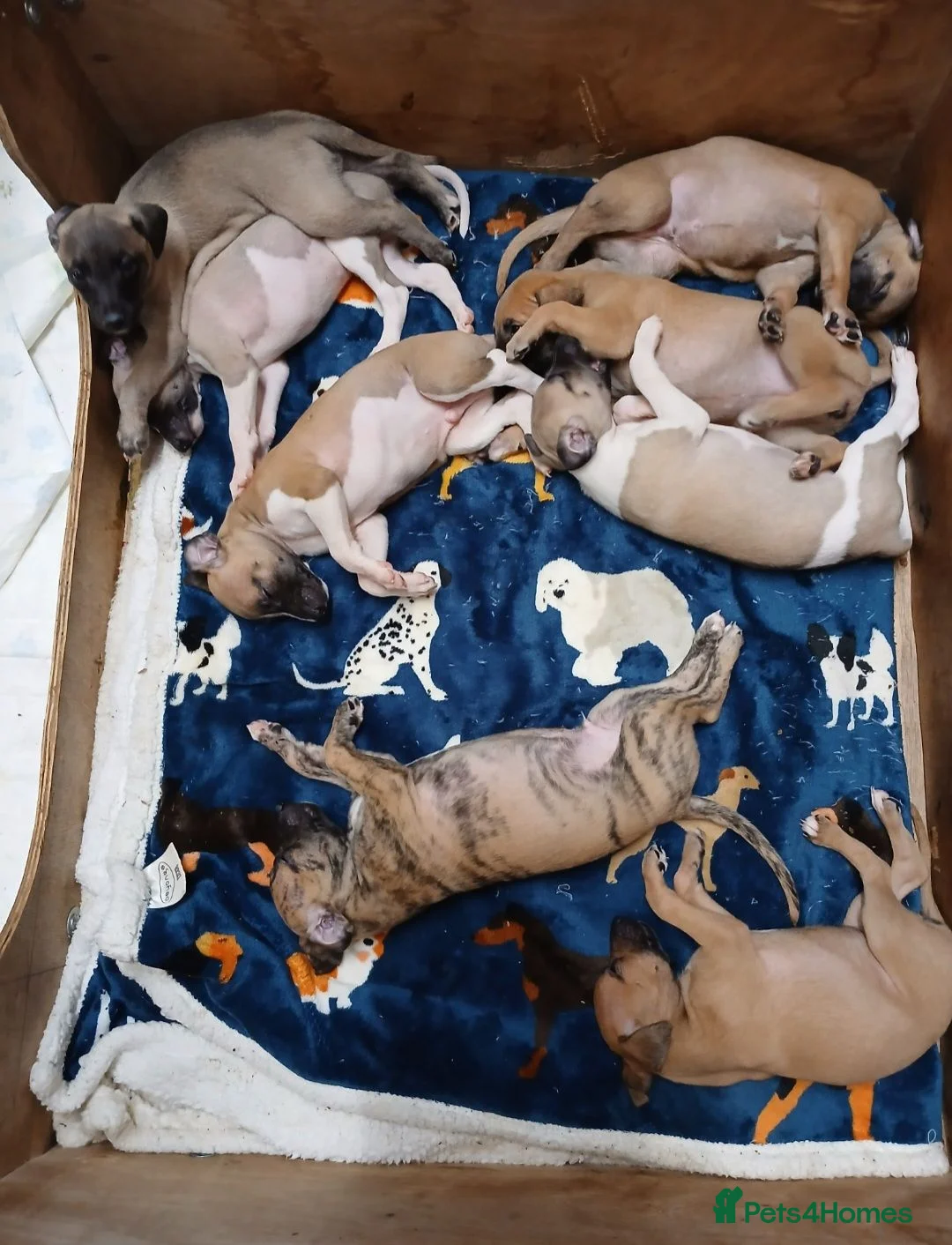 Whippet dogs for sale: Quality kc registered whippet puppies - Advert 2