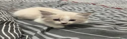 Siberian cats for sale: Pure bred neva masquerade siberian kittens  - Advert 8