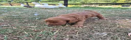 Cockapoo dogs for sale: F1 Cockapoo Puppies - Advert 15