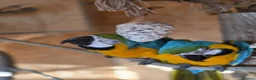 Macaws birds for sale: Breeding pair of macaws male and female **** in Romford - Advert 2