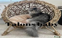 Maine Coon cats for stud: Stud Gccf duel Tica active blue smoke  in Grantham - Image 25