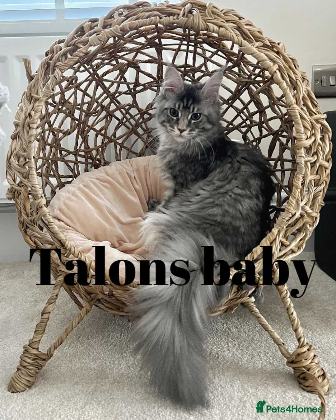 Maine Coon cats for stud: Stud Gccf duel Tica active blue smoke  in Grantham - Advert 25