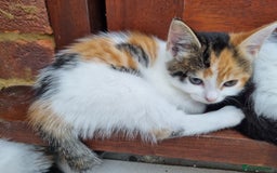 Mixed Breed cats for sale: Cute kittens  - Image 2