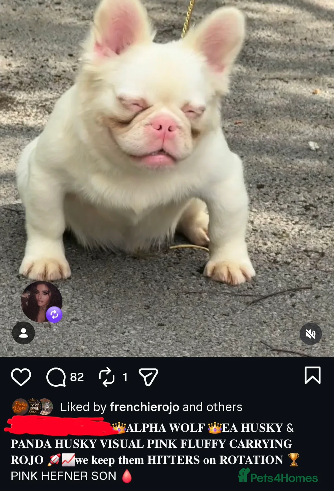 French Bulldog dogs for stud: ALPHA WOLF FOR STUD - Advert 5