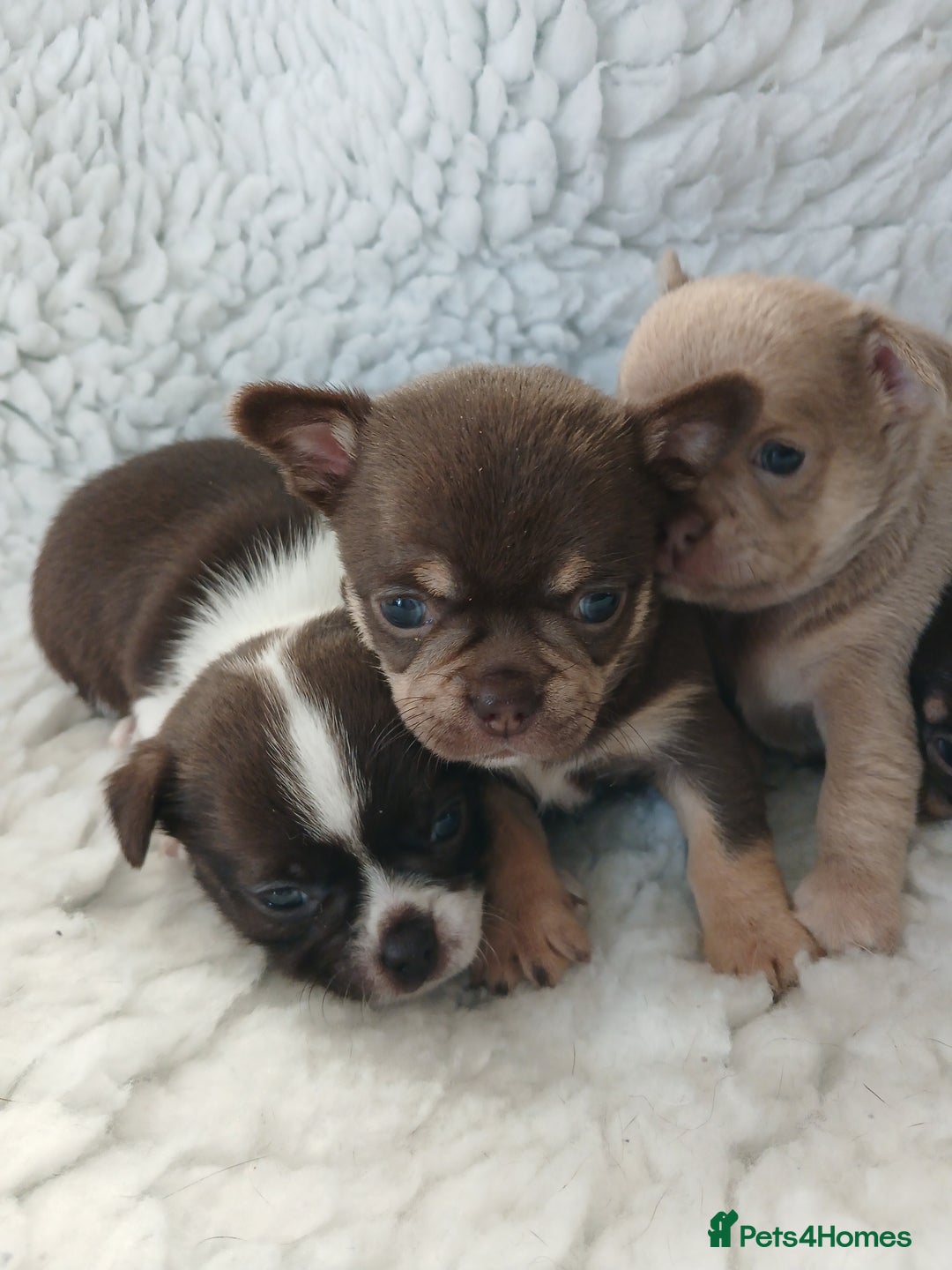 Chihuahua dogs for sale: STUNNING SMOOTH COAT CHIHUAHUAS - Advert 3