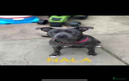 Staffordshire Bull Terrier dogs for sale: Beautiful Blue Stafford bullterriers - Image 1