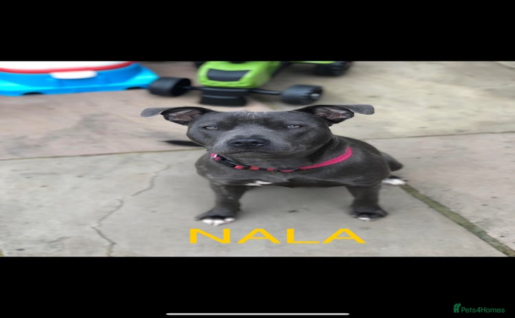 Staffordshire Bull Terrier dogs - Advert 3