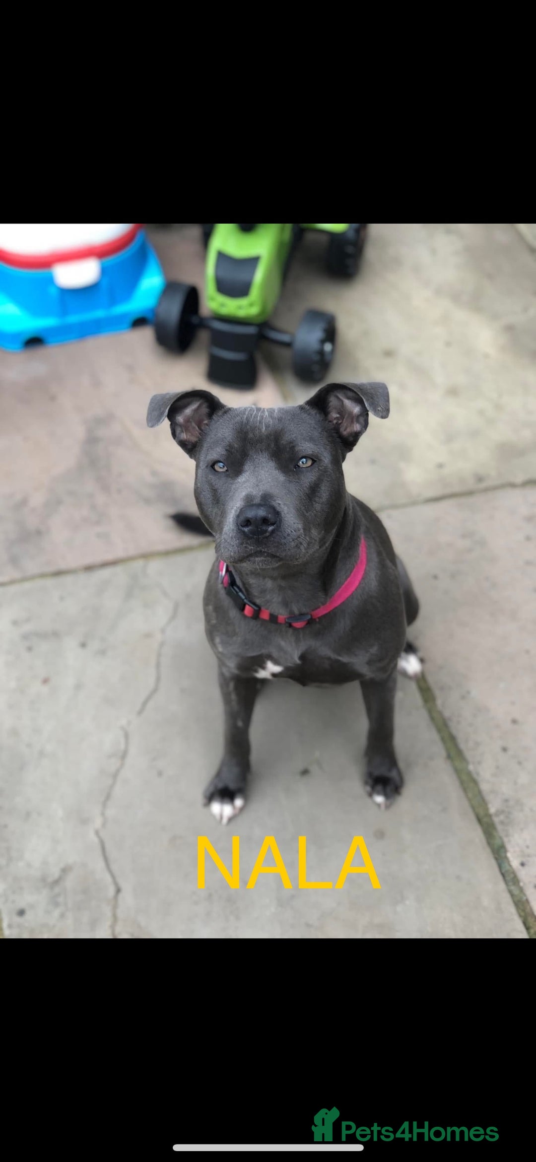 Staffordshire Bull Terrier dogs for sale: Beautiful Blue Stafford bullterriers - Image 1