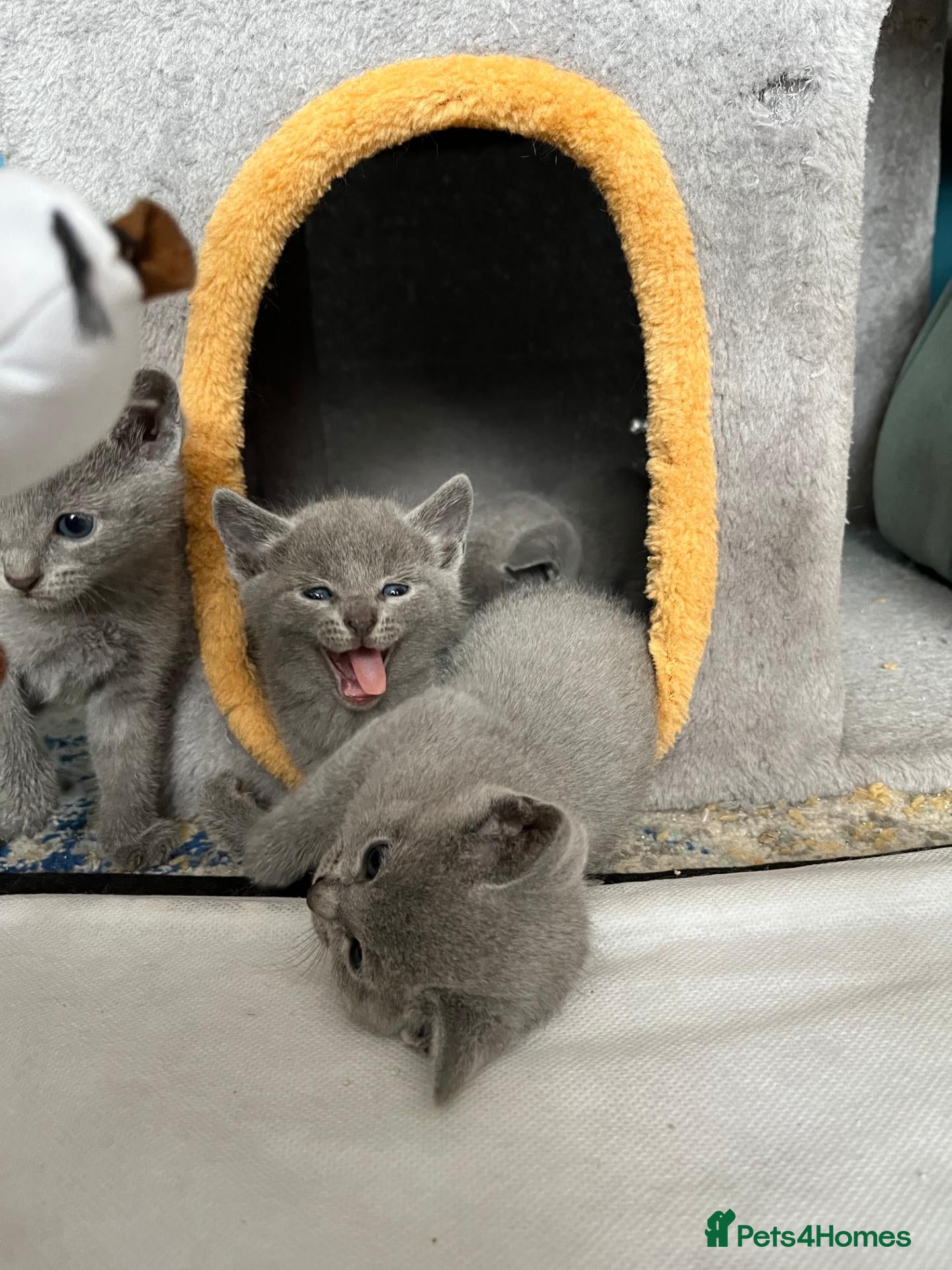 Russian Blue cats Beautiful GCCF Registered Russian Blue Kittens - Advert 2