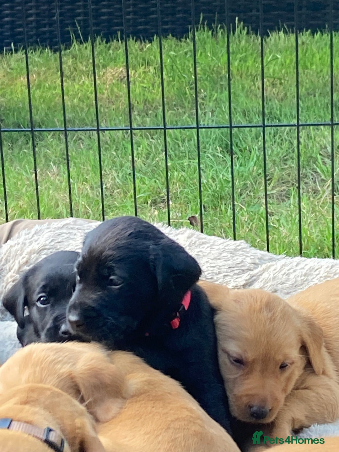Labrador Retriever dogs for sale: Fab Black Male and Female Fox Red Labrador Puppy - Image 5