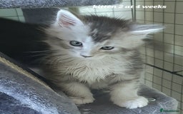 Maine Coon cats for sale: 2 MaineCoon boys - Image 13