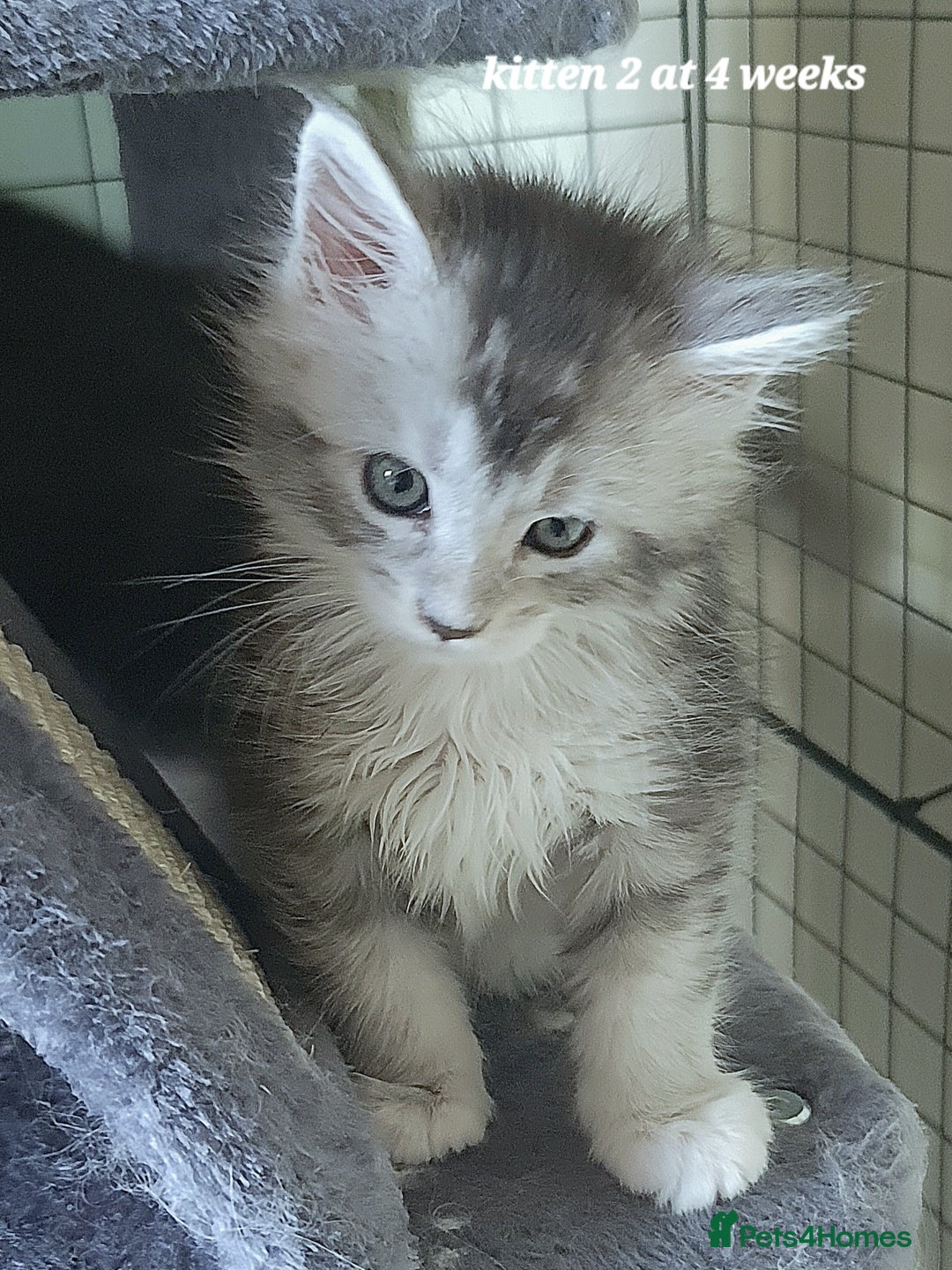 Maine Coon cats for sale: 2 MaineCoon boys - Image 13