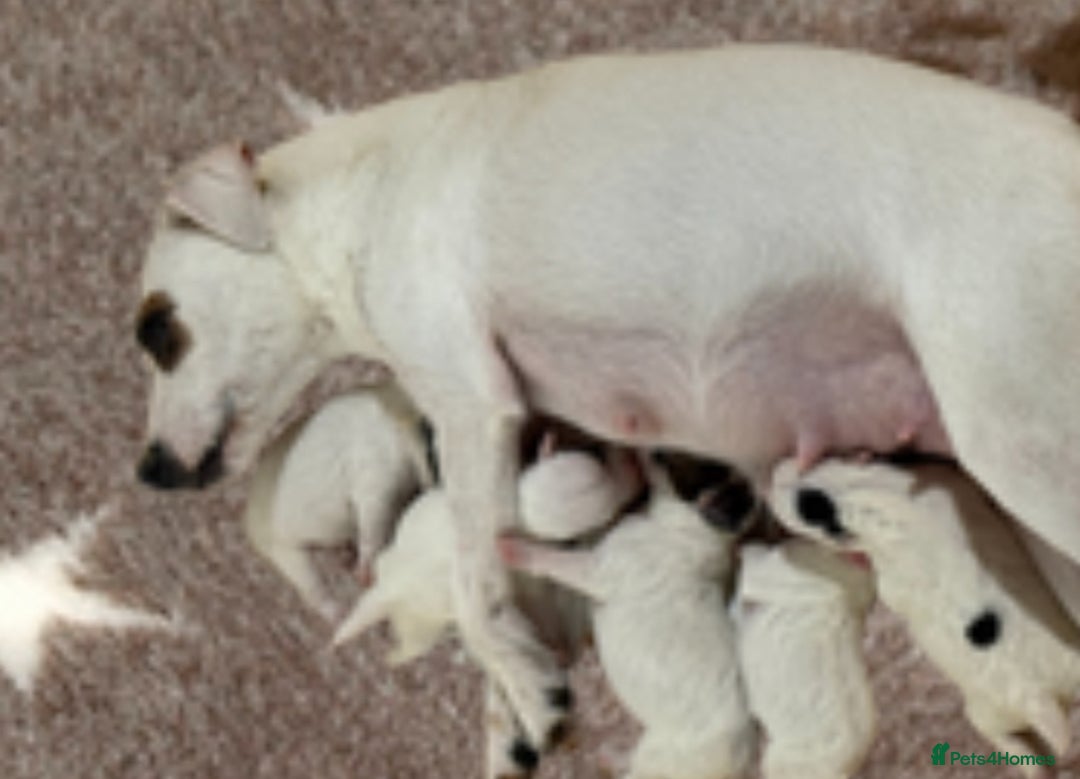 Parson Russell dogs for sale: KC Reg Parson Russell Terrier Pups - Image 6