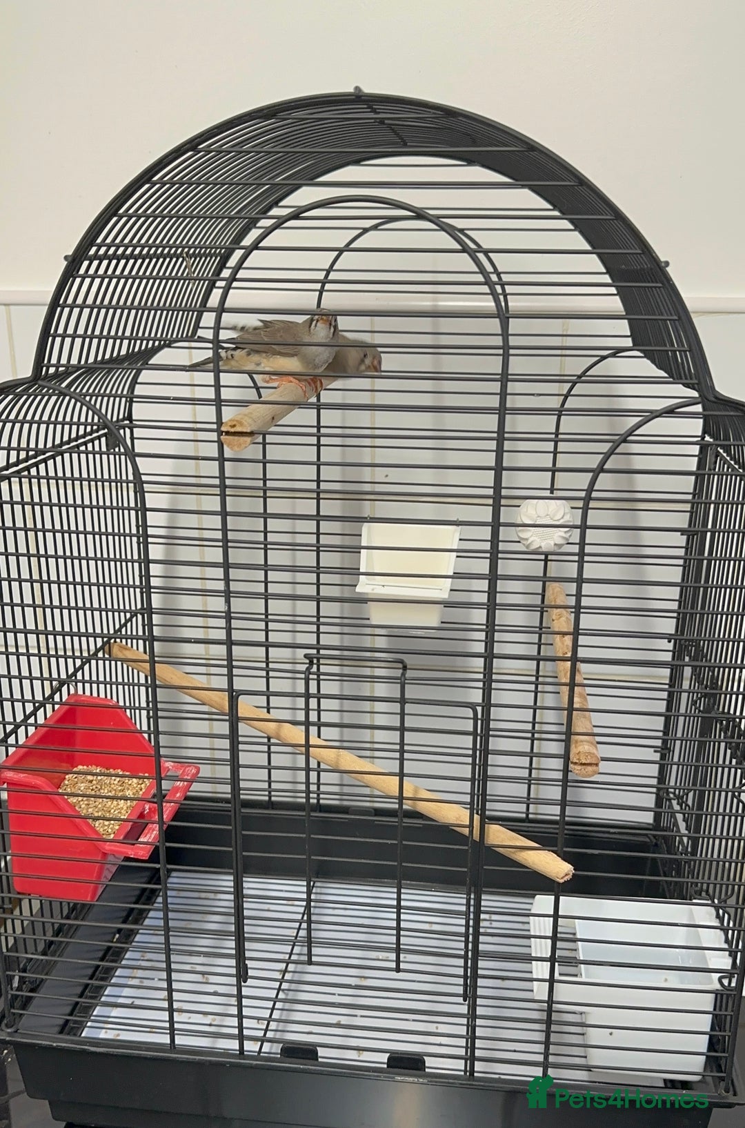 Finches birds for sale: Baby Zebra Finches & Cage - Advert 3