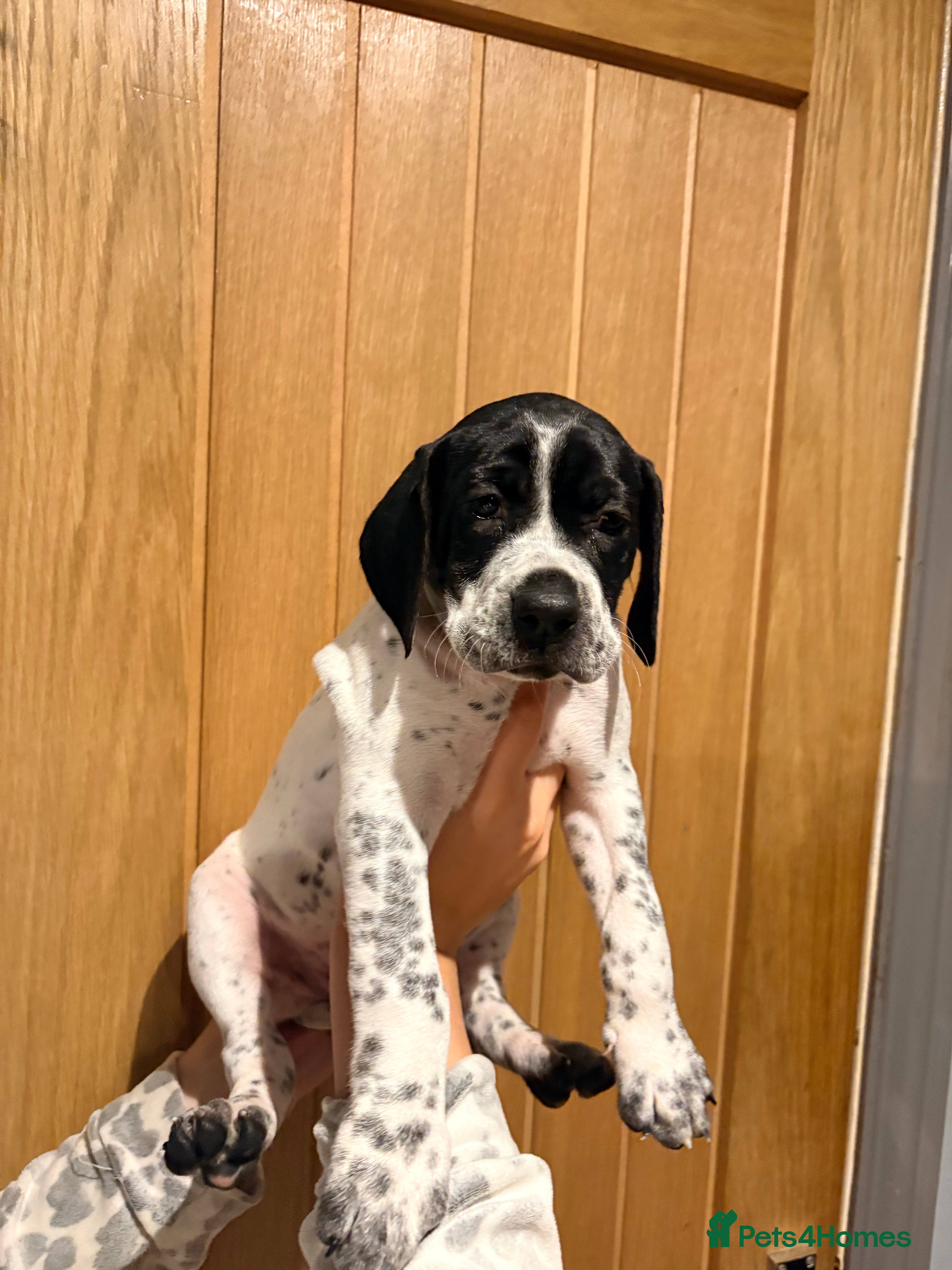 Pointer dogs Last gorgeous puppy looking for a loving home  - Advert 2