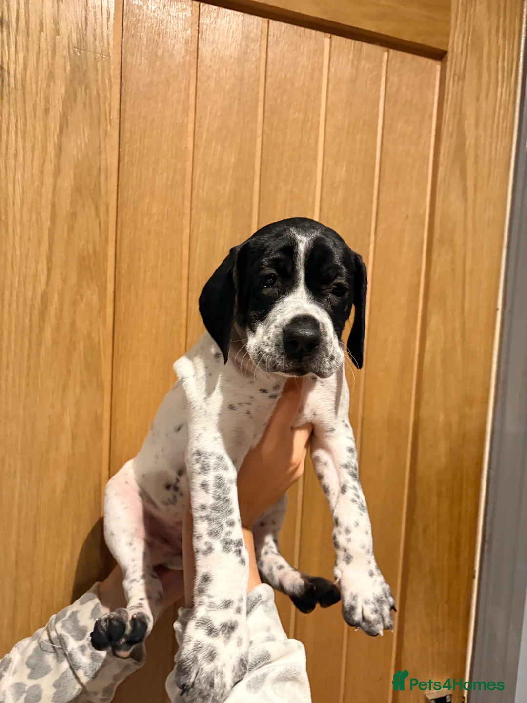 Pointer dogs for sale: Last gorgeous puppy looking for a loving home  - Advert 20