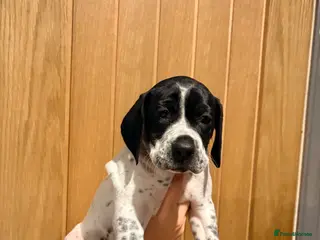 Pointer dogs Last gorgeous puppy looking for a loving home - Advert 1