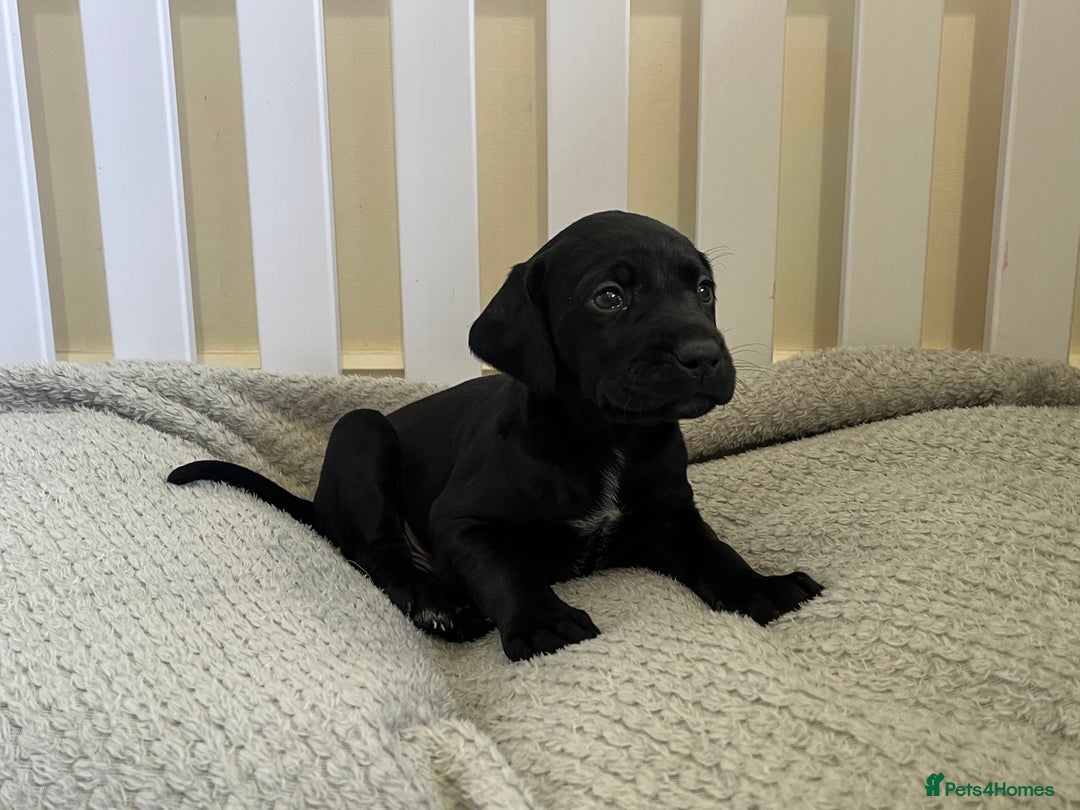 Mixed Breed dogs for sale: Labrador x French Pointer puppies - Image 3