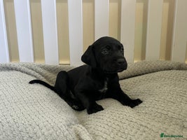 Mixed Breed dogs - Advert 2