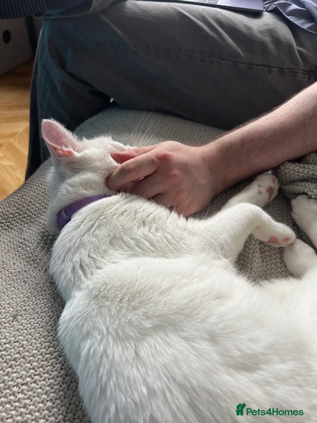 British Shorthair cats for sale: The Loveliest Boy - Image 2