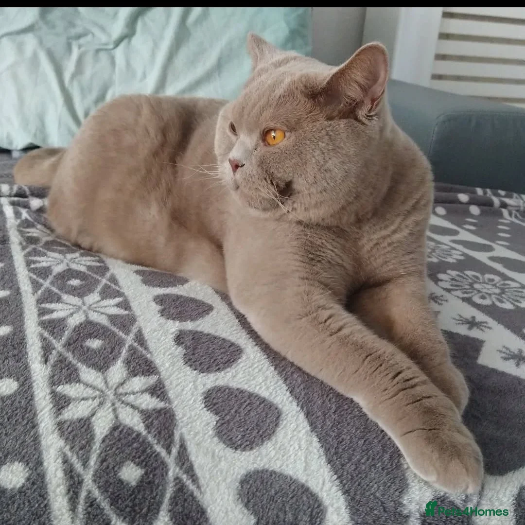 British Shorthair cats for sale: British Shorthair (TICA Registered) – 5 Years Old - Advert 3