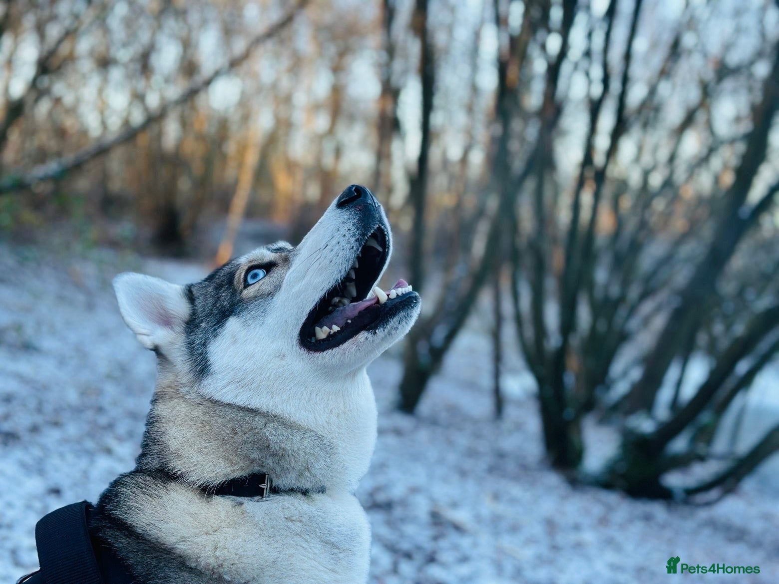Siberian Husky dogs Bella  - Advert 1