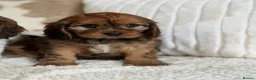 Cavapoochon dogs for sale: Beautiful Cavapoochon puppies  - Advert 20